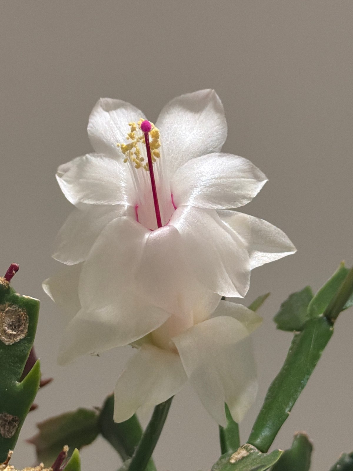 Christmas cactus blooms observed in Luxembourg spring evening