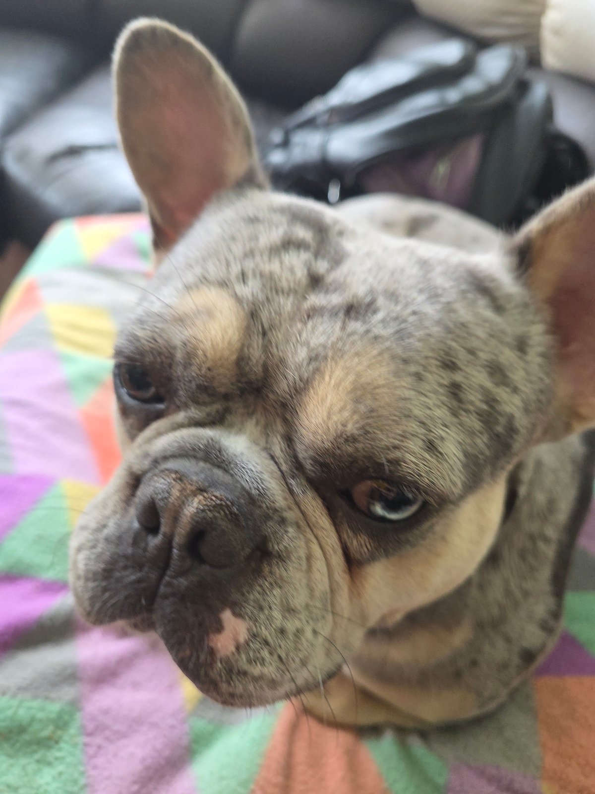 French Bulldog photographed in close-up shot in Dupnitsa, Bulgaria