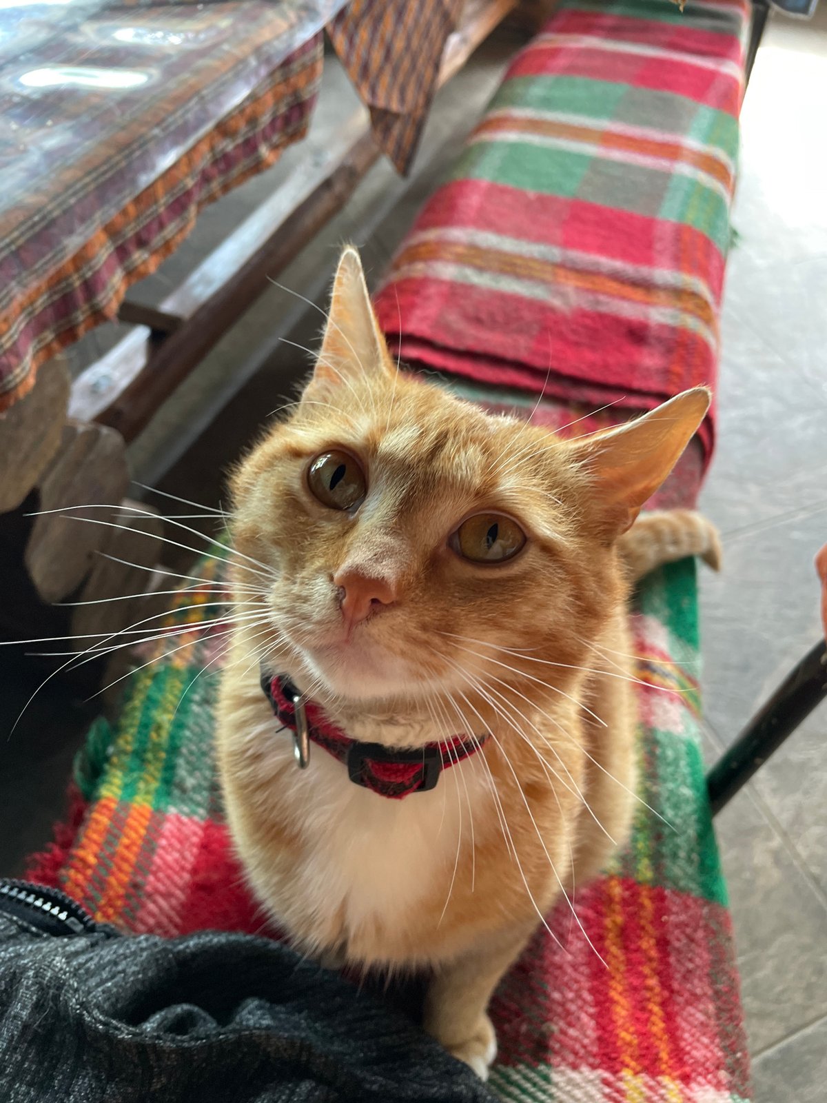 Daily life documented in Bulgarian mountain town features cats, dogs, martial arts