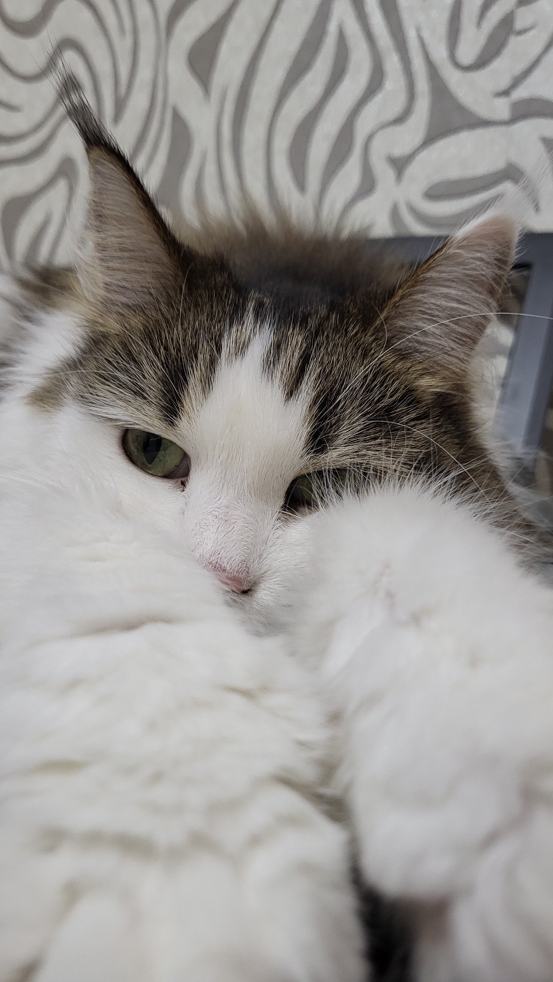 Cat claims the keyboard in a cozy Russian apartment