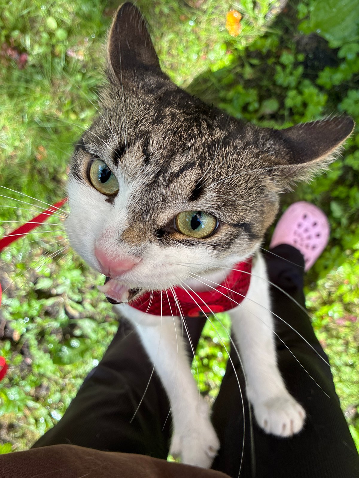 Bandana-wearing tabby cat chills on a lap in Riga