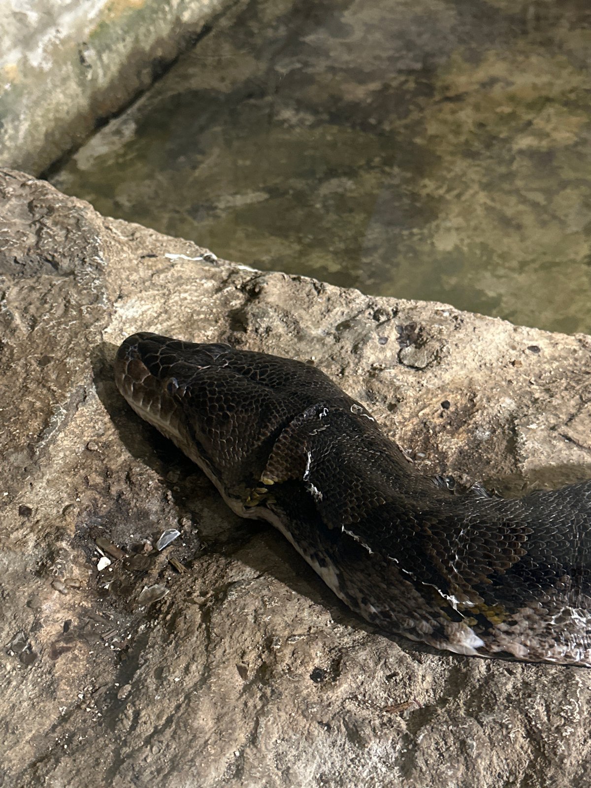 Reptiles observed in zoo enclosures during afternoon visit