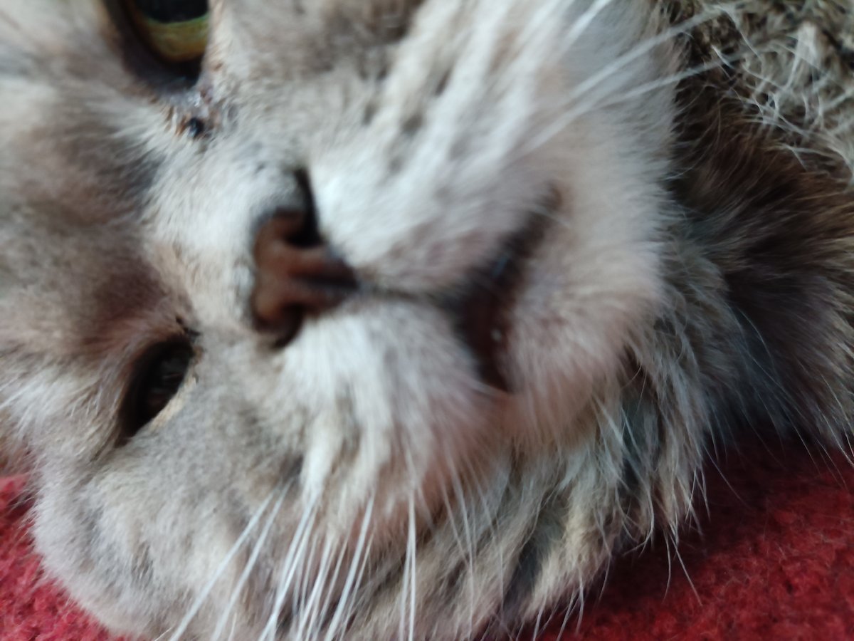 Gray tabby cat relaxing on a red carpet, Bataysk