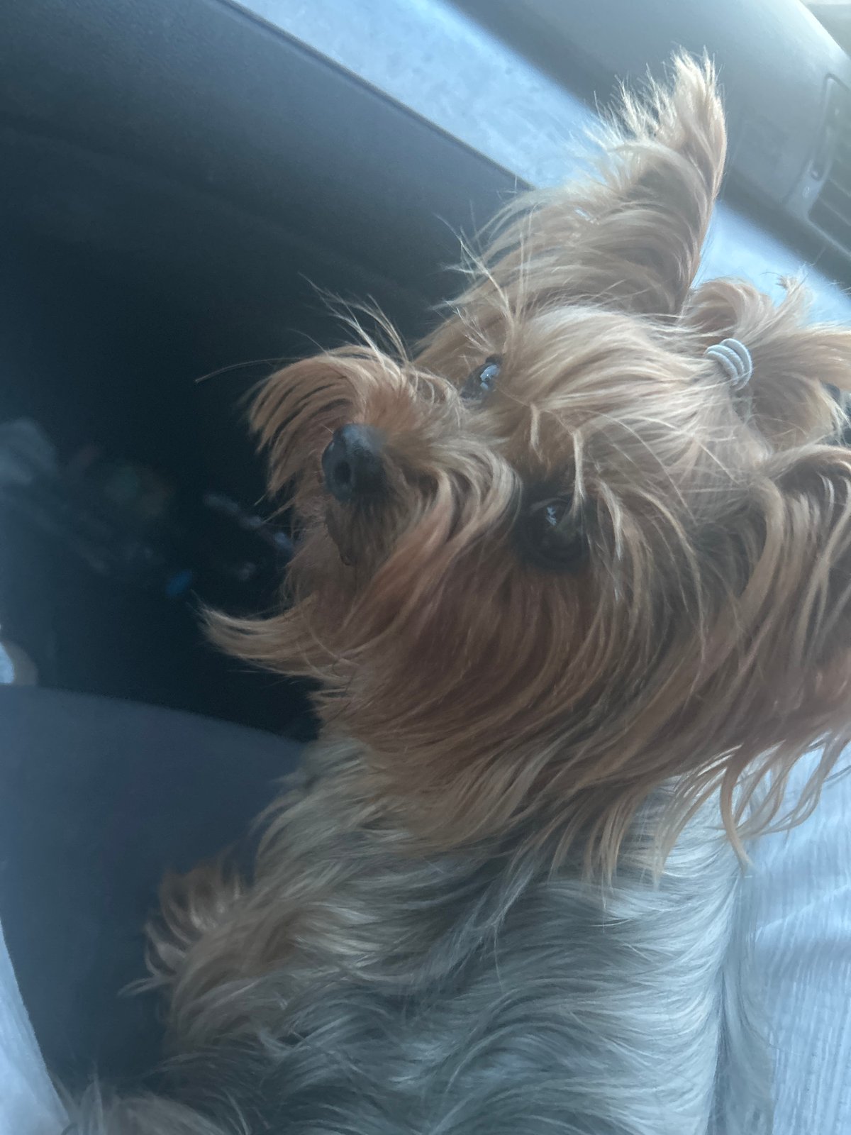 Yorkshire Terrier photographed in close-up in Burgas, Bulgaria