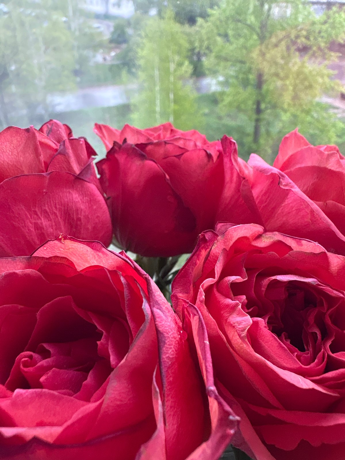 Roses and rainy windows captured in Chaikovsky apartment