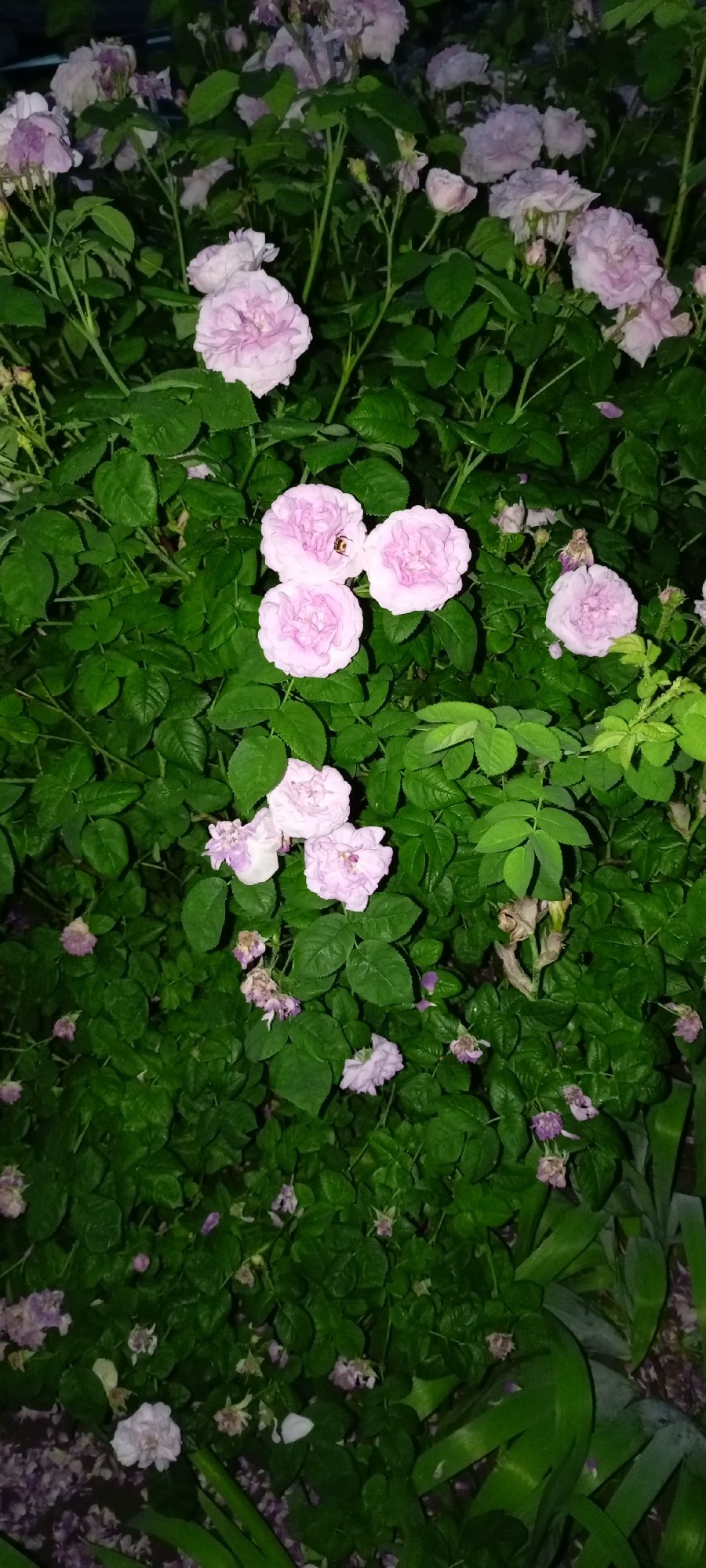 Evening stroll through blooming gardens and quiet streets in Kirsanov