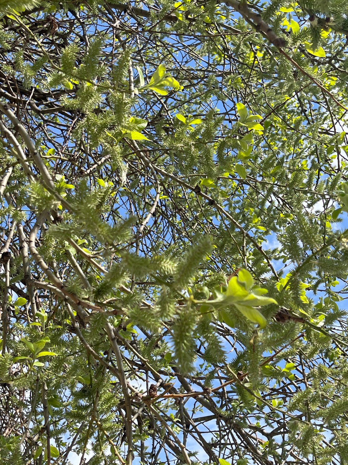 Spring foliage and streets documented in Saint Petersburg
