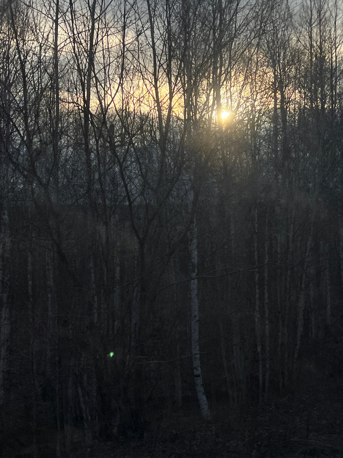 Spring forest scene documented in rural Russia