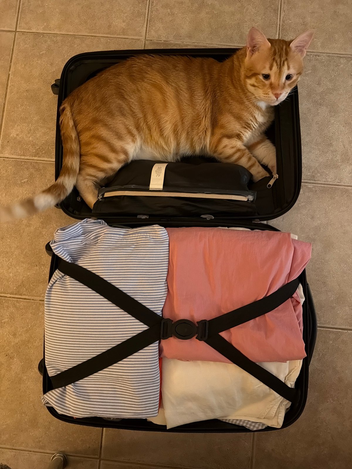 Cat disrupts packing by repeatedly climbing into suitcases