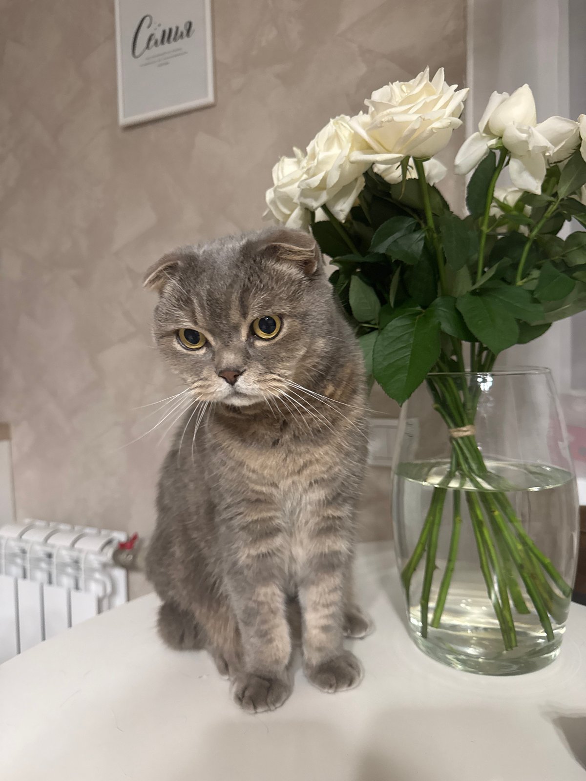 Scottish Fold cat photographed interacting with human in Saratov