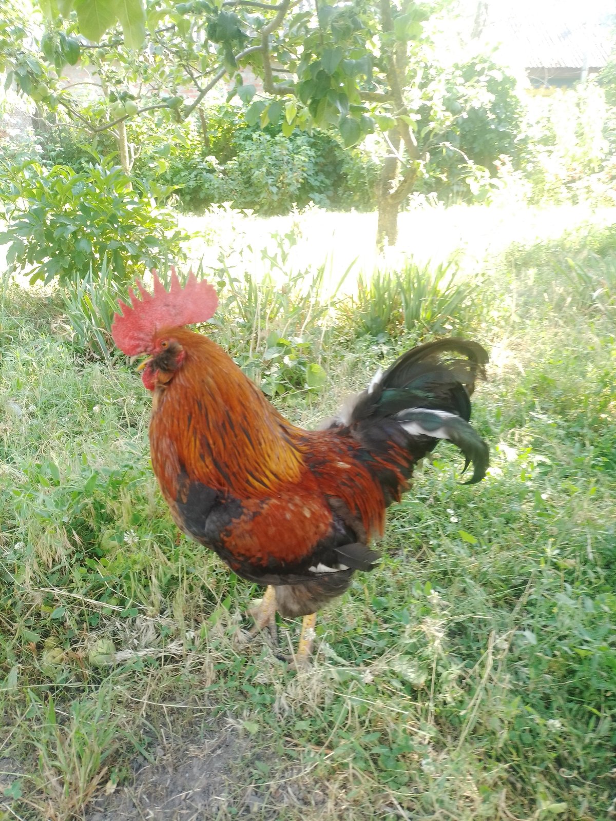 Backyard life in Ustyvytsia: roosters and ripe cherries