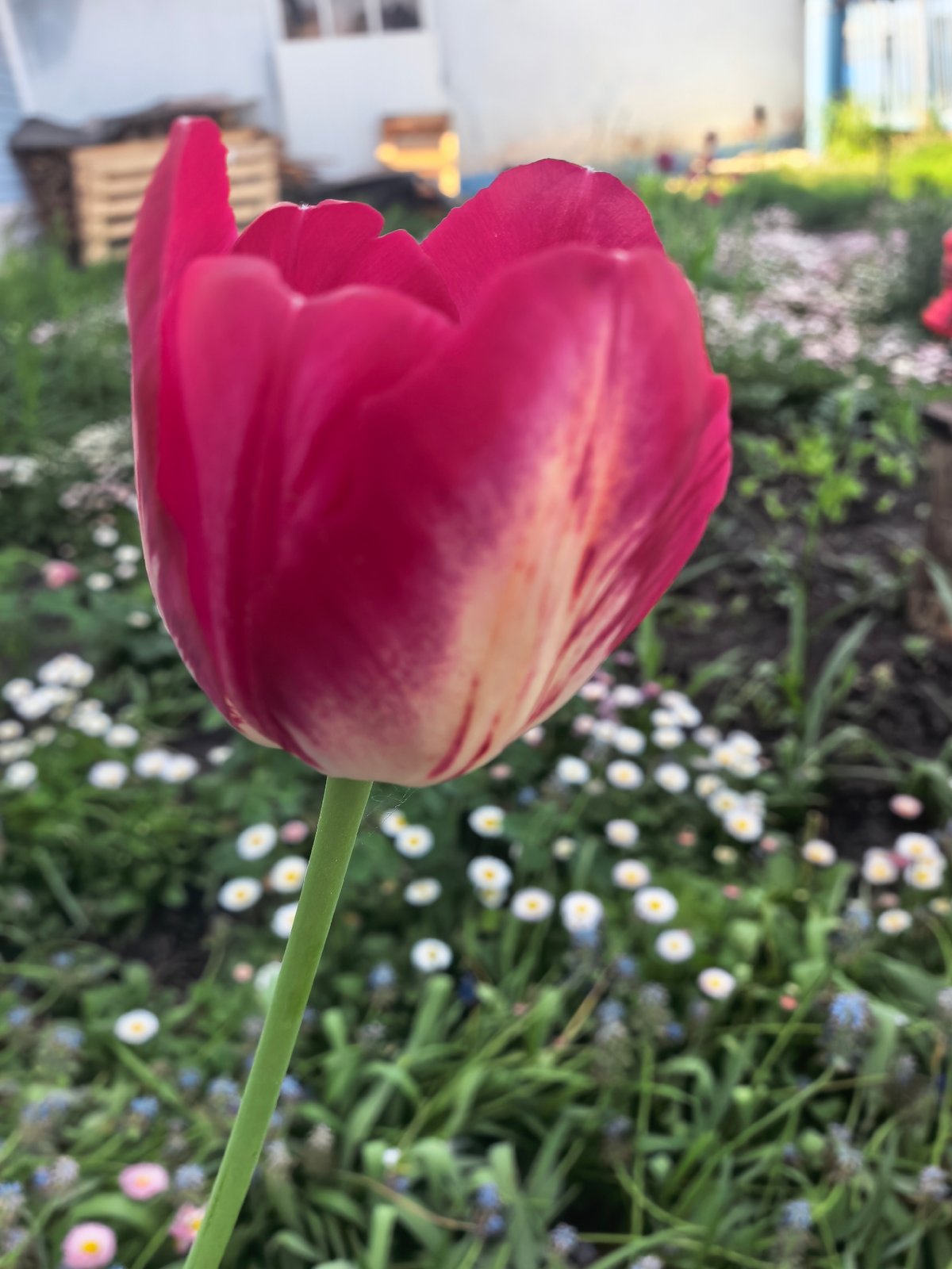 Spring morning flower photography session documented in Sterlitamak garden