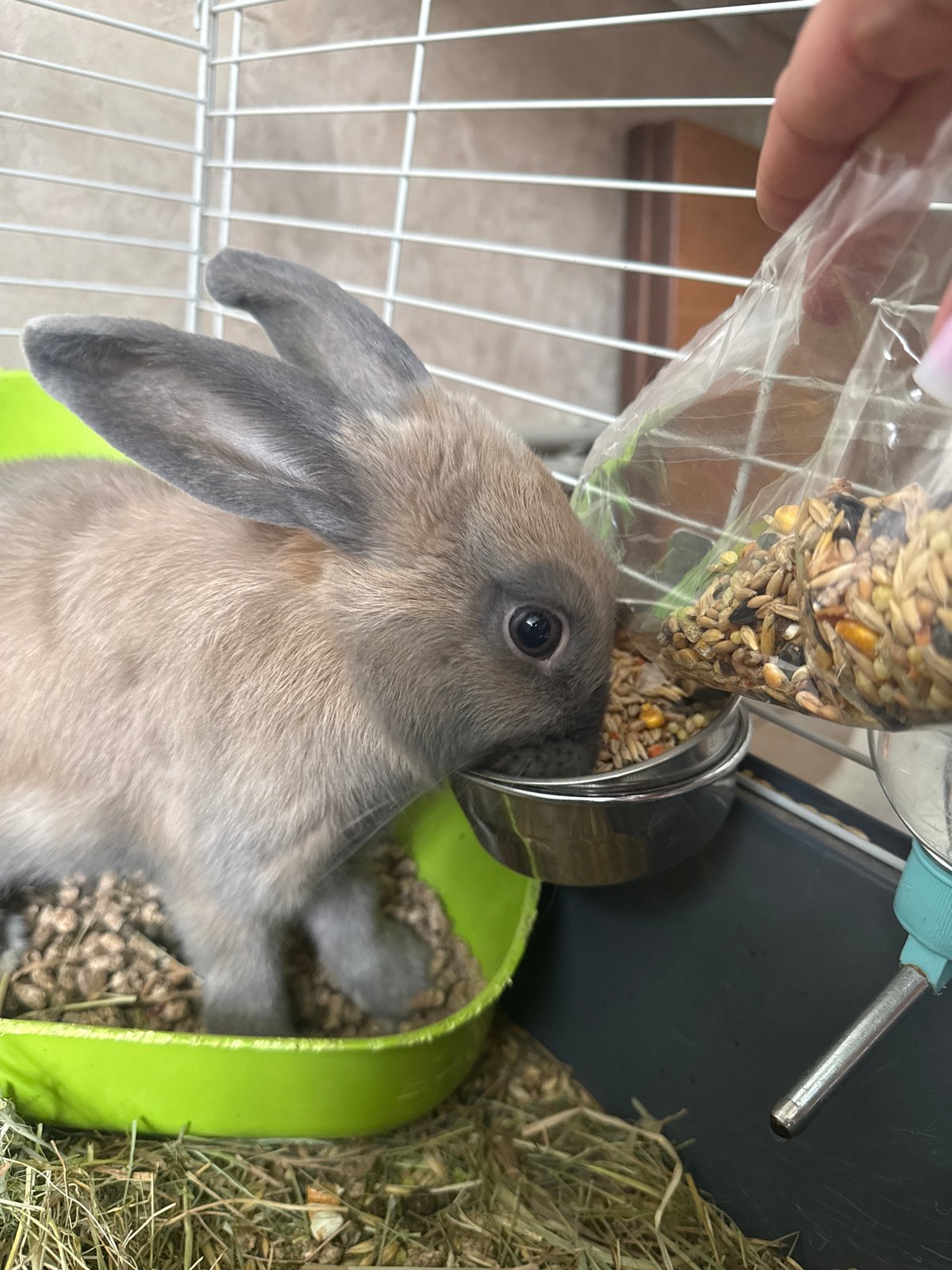 Rabbits eating, resting, and nesting in indoor enclosures in Lutsk