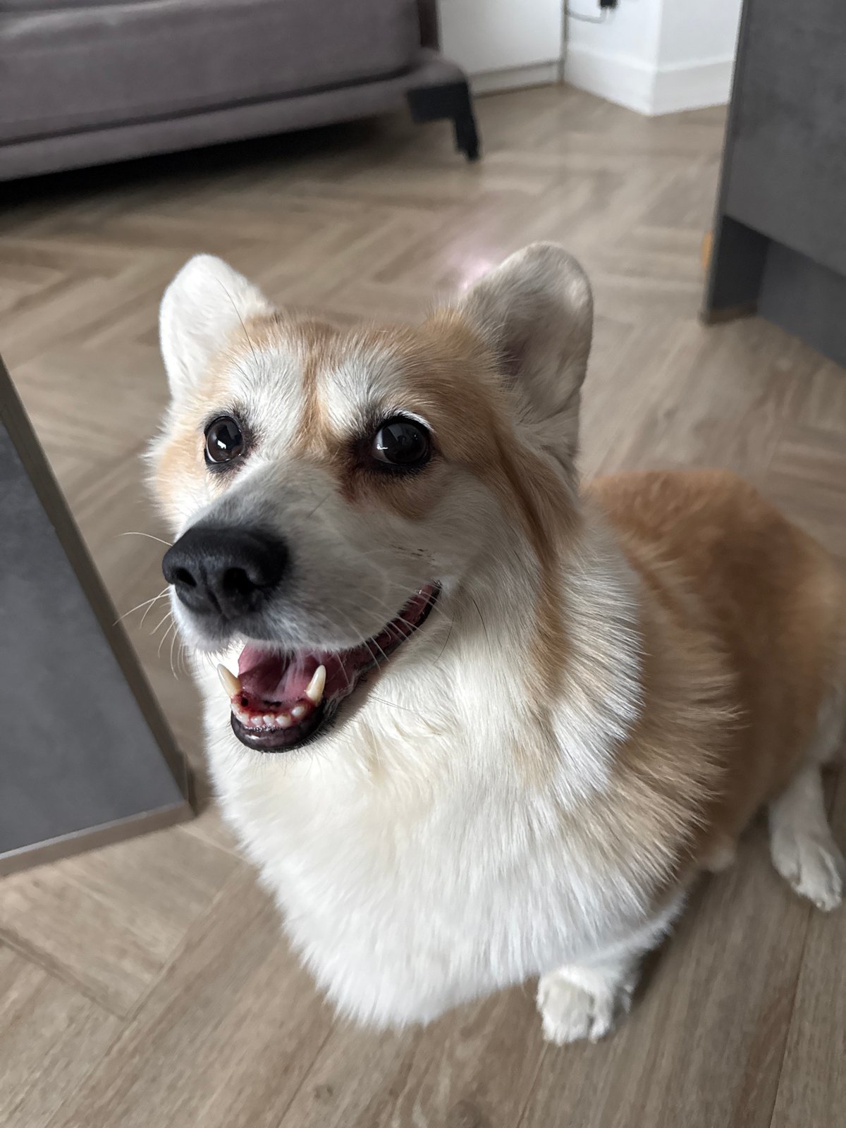 Morning domestic life documented in Krasnoyarsk home with corgi