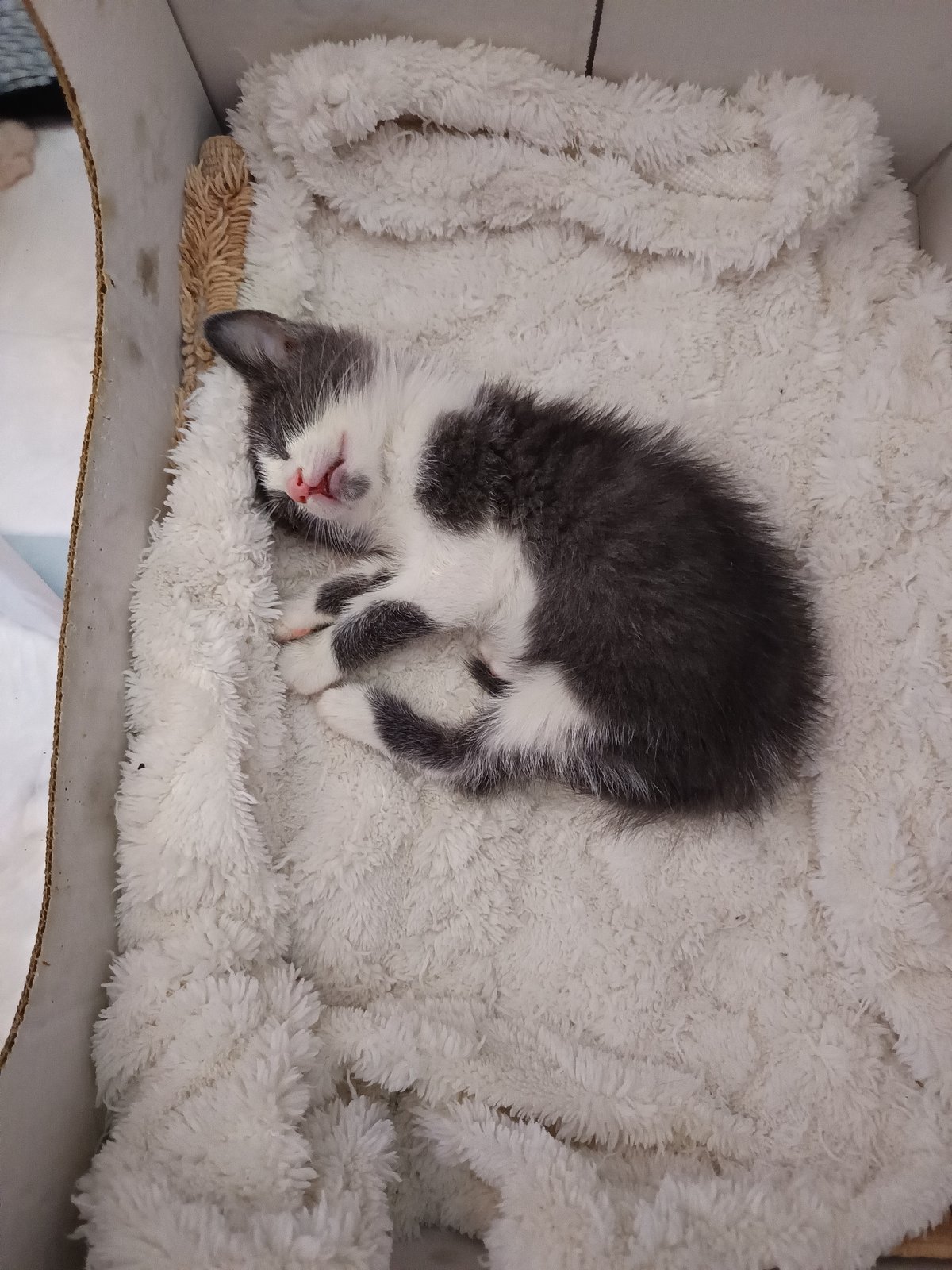 Kitten litter resting and playing in nursery setup