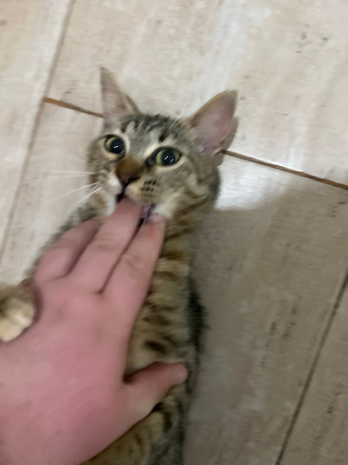 Tabby cat plays with owner in Bulgarian home