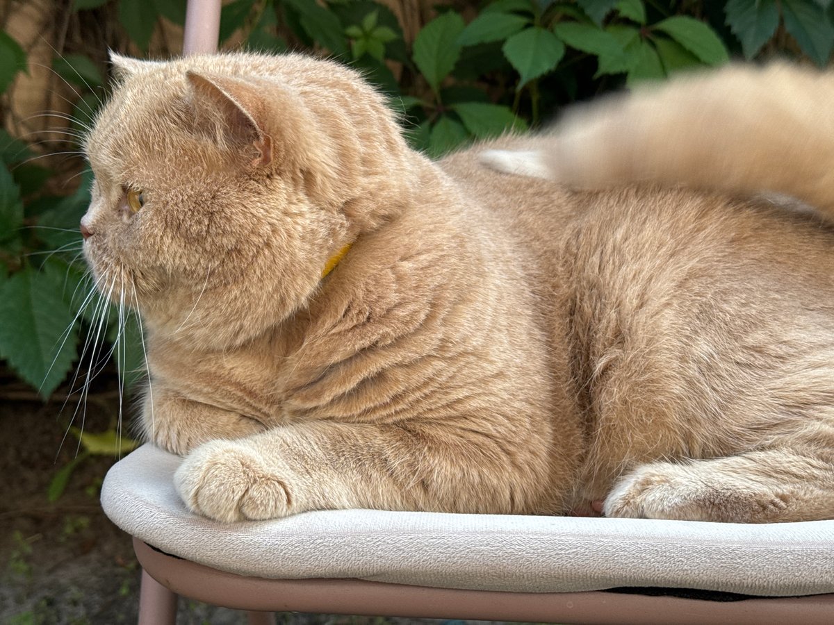 Lazy afternoon documented: ginger cat's daily routine across three hours
