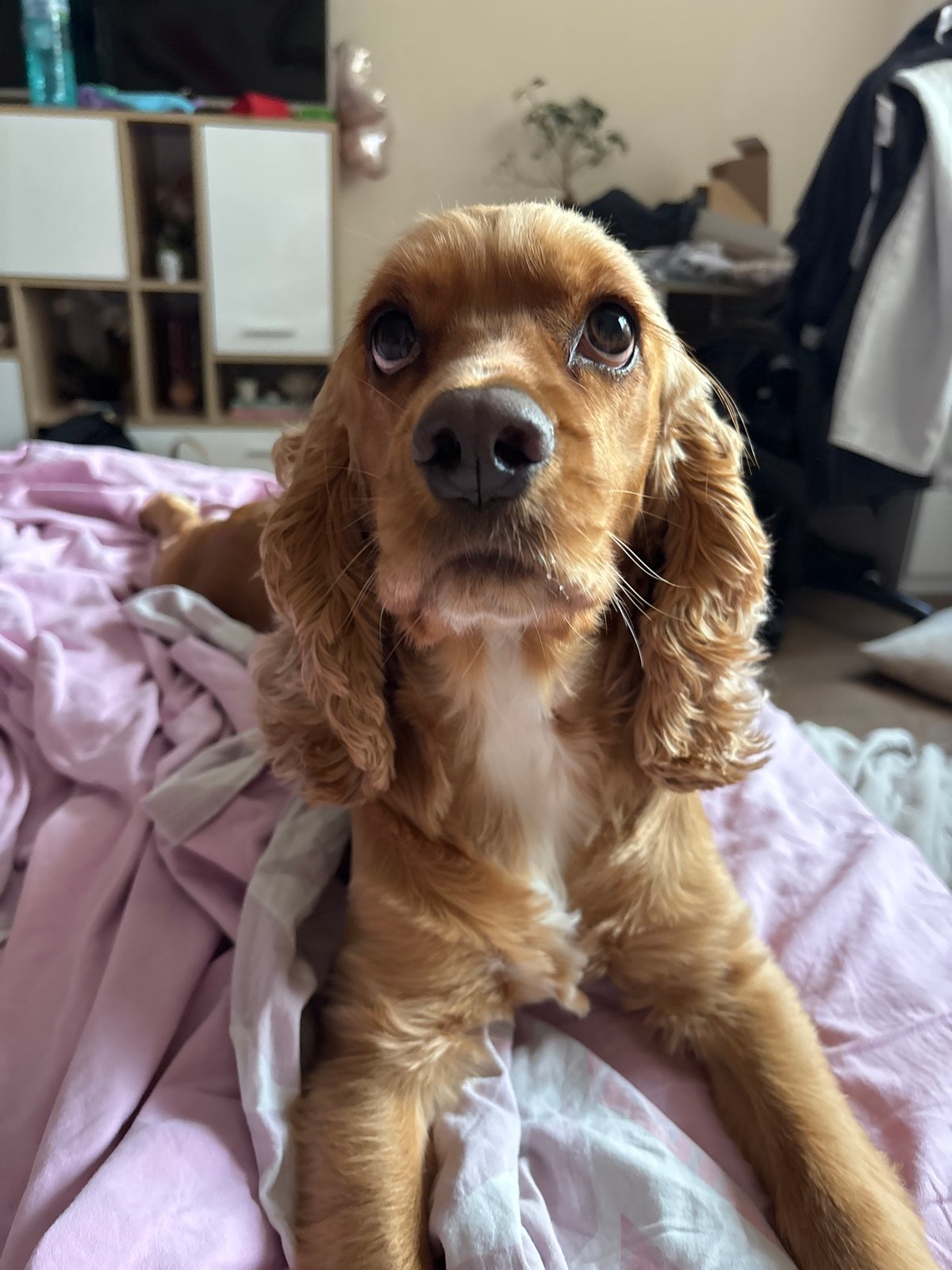 Golden Cocker Spaniel photographed on pink bedding in Bulgaria