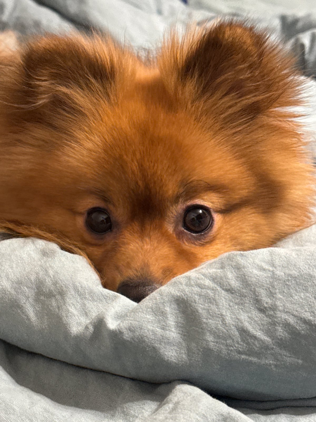 Pomeranian photoshoot on the couch, Khimki