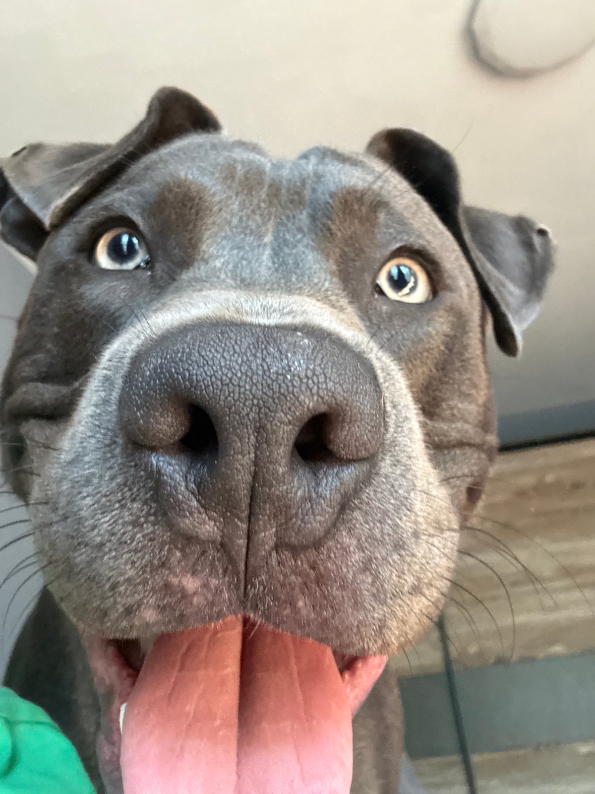 Dog plays with rubber ball during morning session