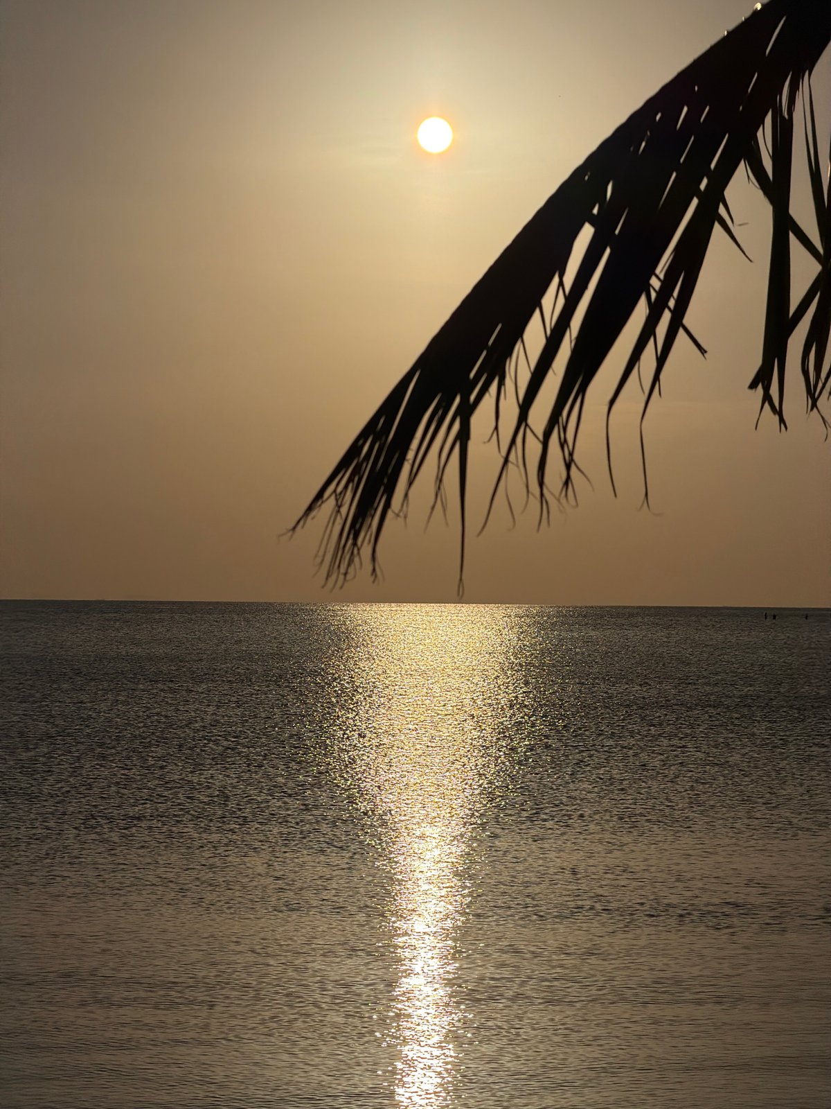 Golden hour on Ko Samui's shore, dog on a surfboard