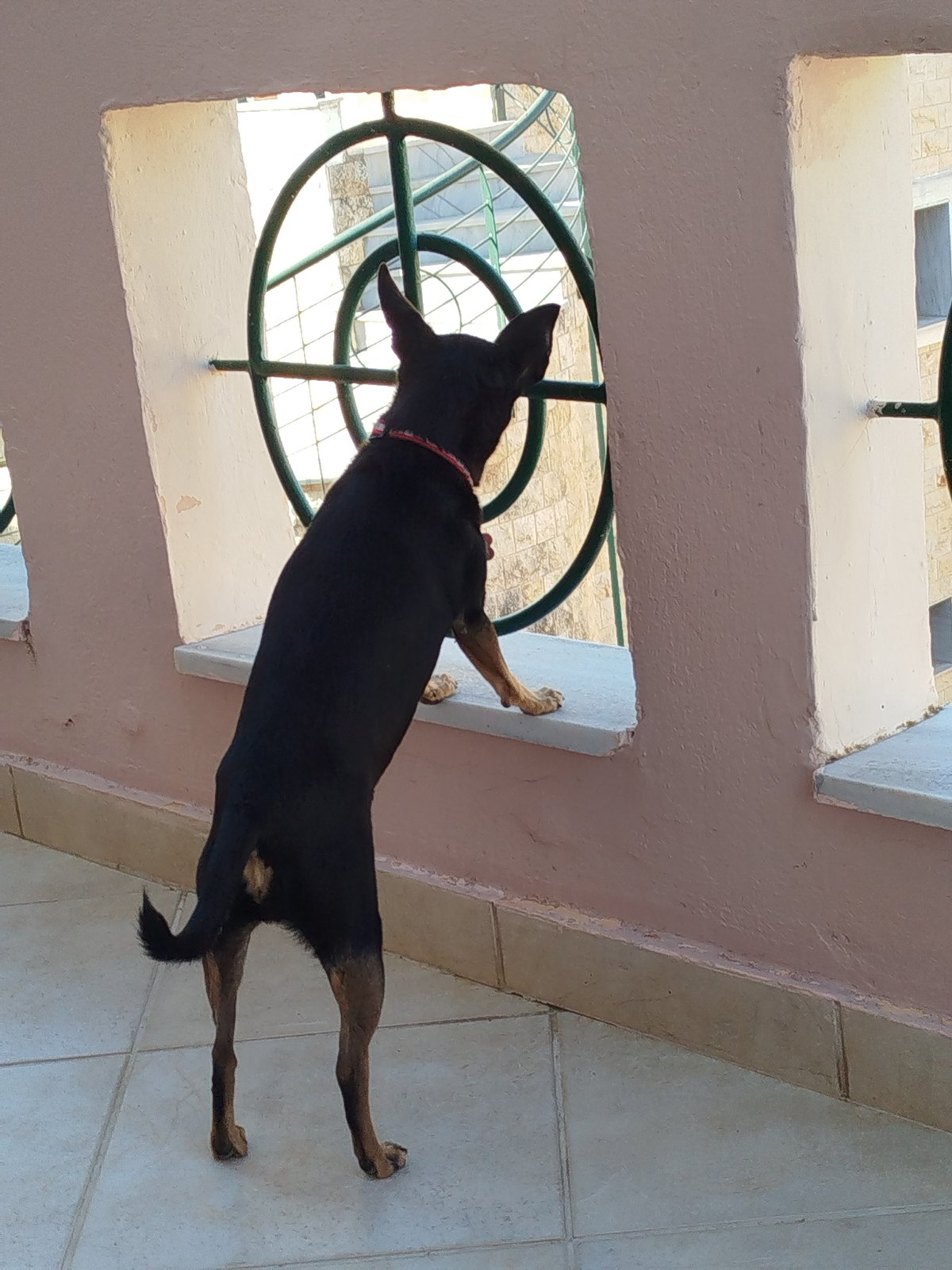 Miniature Pinscher explores a Greek property in Sithonia