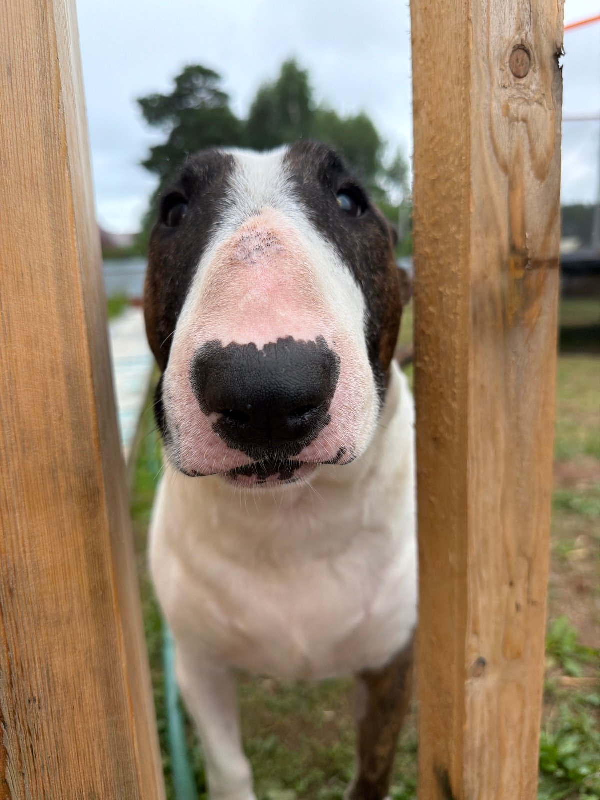 Dog, selfies, and a pea pod in Chaikovsky