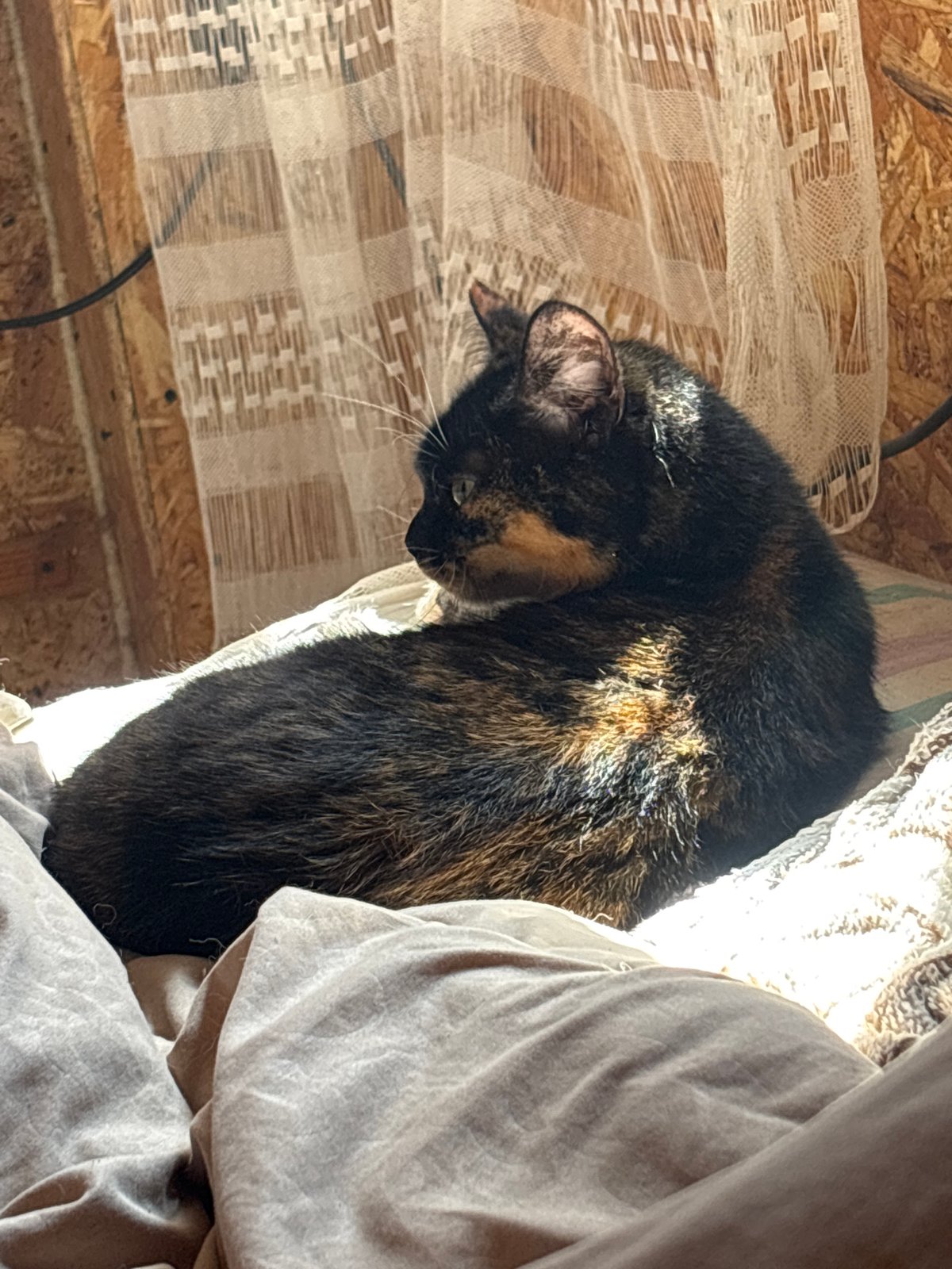 Cat in a sunlit room, skylight above — a quiet morning indoors