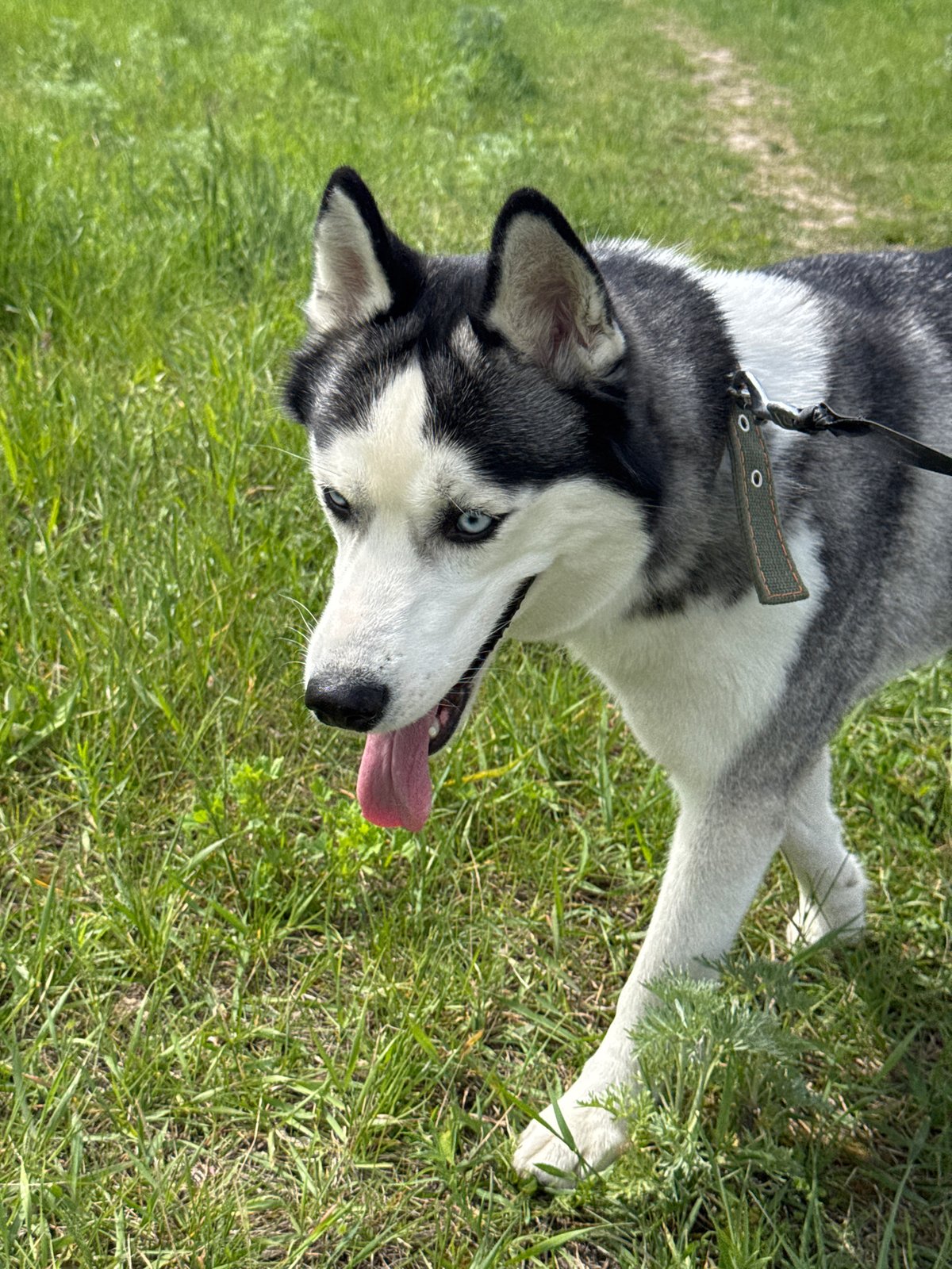 Person walks Siberian Husky through city during morning outing