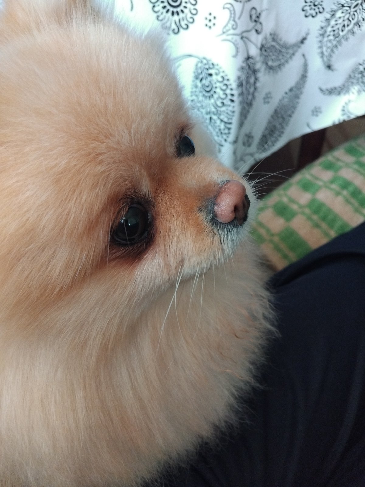 Pomeranian dog naps documented in Bulgarian home setting