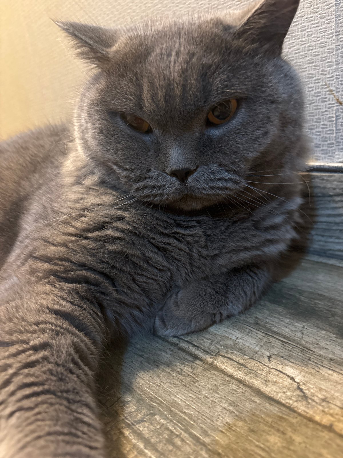 Domestic life captured: gray cat, flowers, fruit documented over two hours
