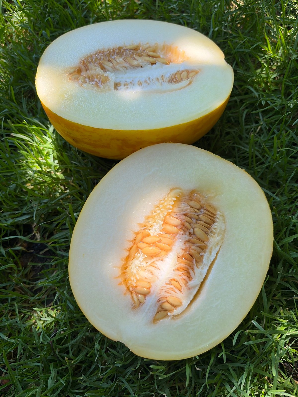 Cats and melons on a sunny Moldova morning