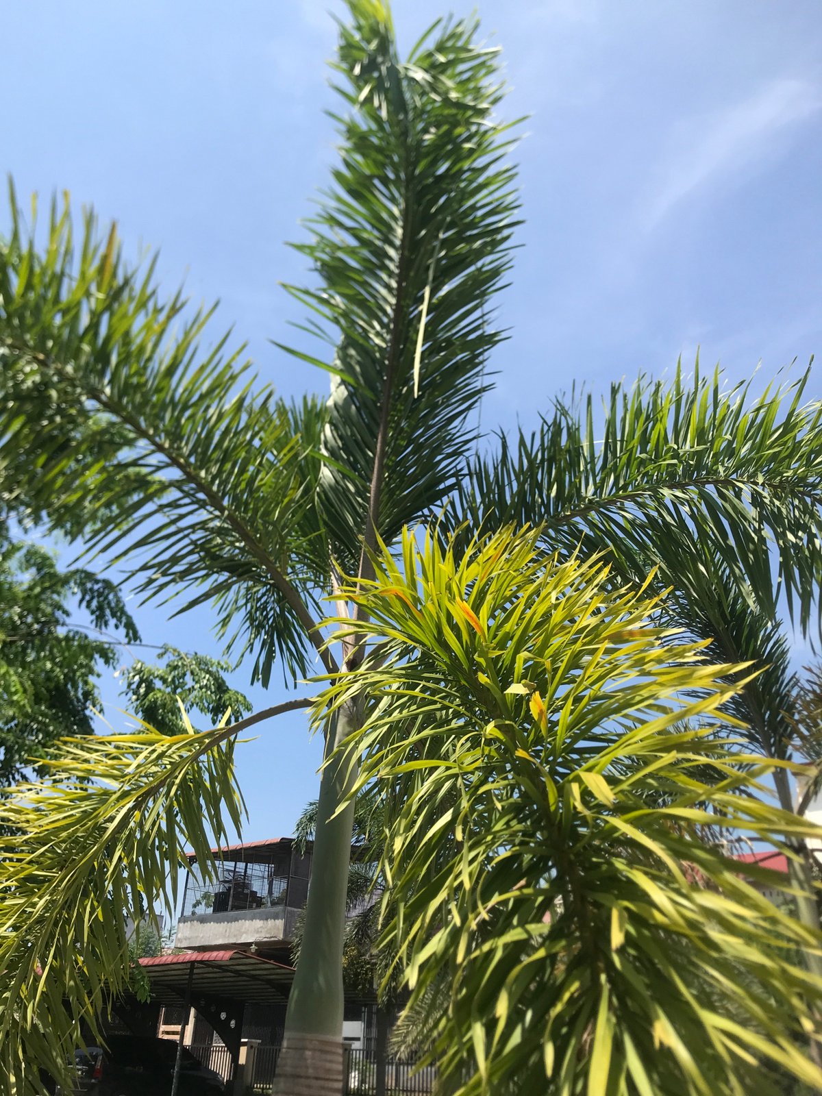 Morning palm tree photography captured in Lhokseumawe, Indonesia