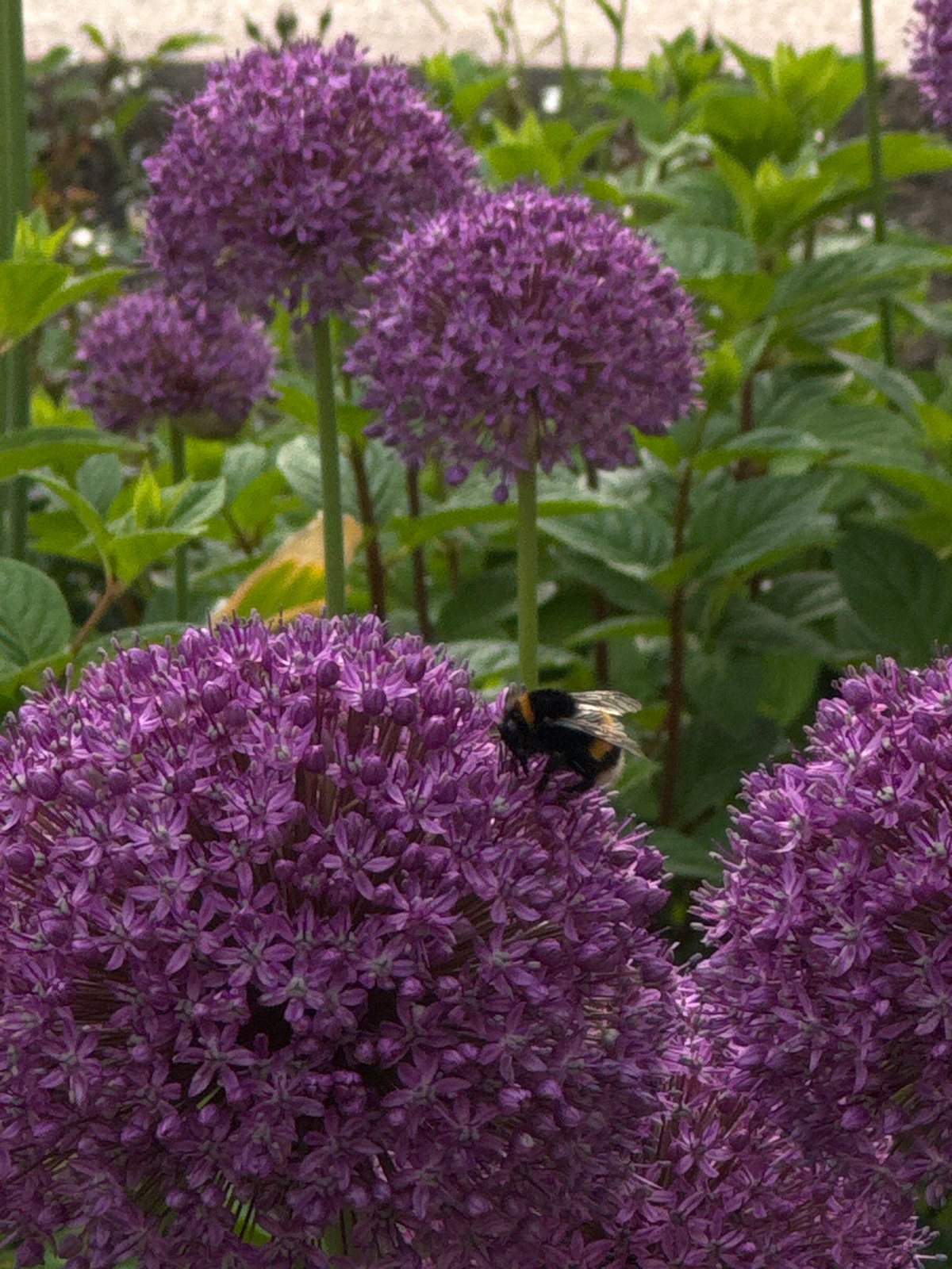 Urban Wildlife Documentation: Bees, Birds, Flowers Observed Over Hour
