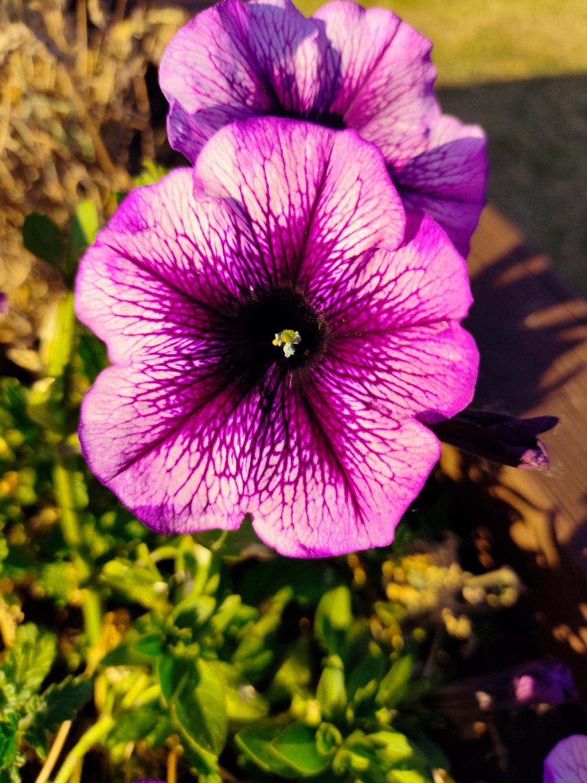 Garden flowers, dry summer grass, and backyard scenes in Melling