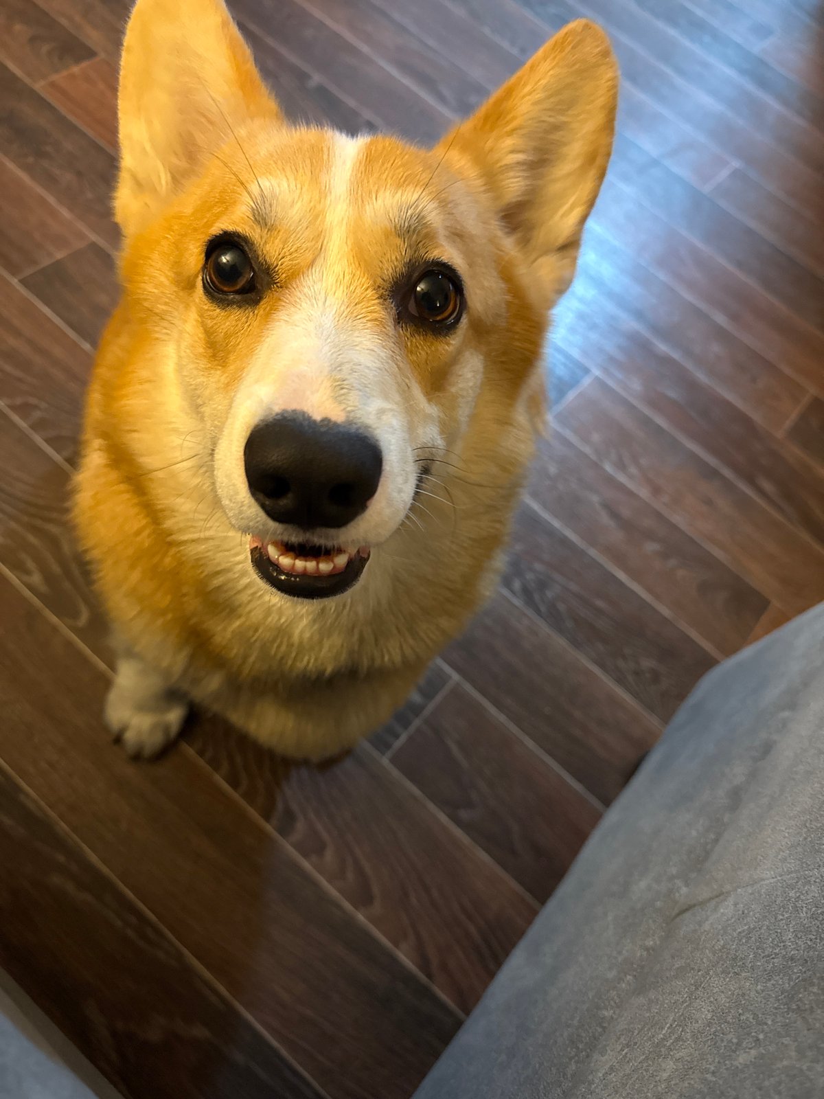 Corgi feeding time captured in Votkinsk home