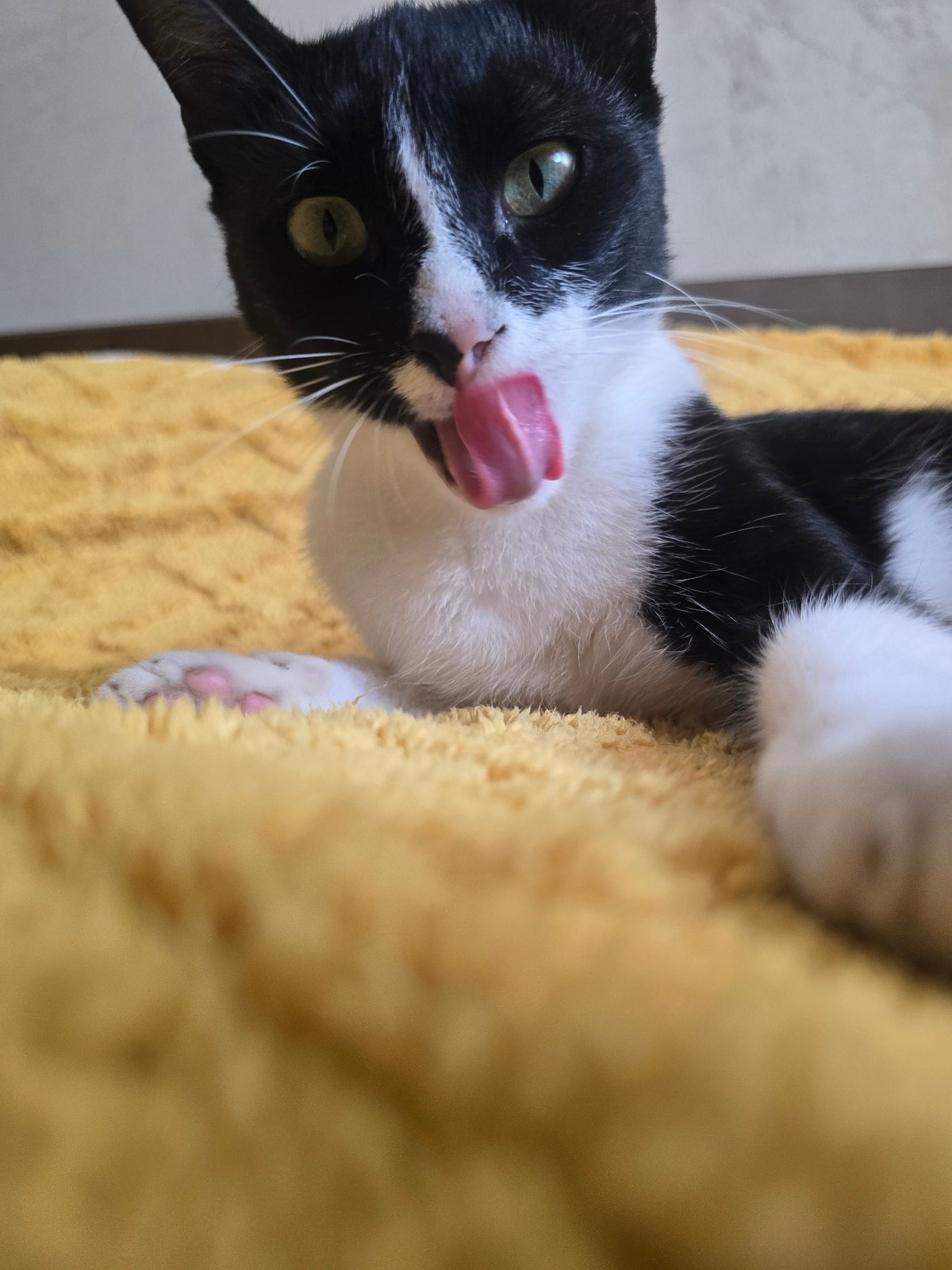 Cats, dogs, garden plants, and backyard life on a sunny morning
