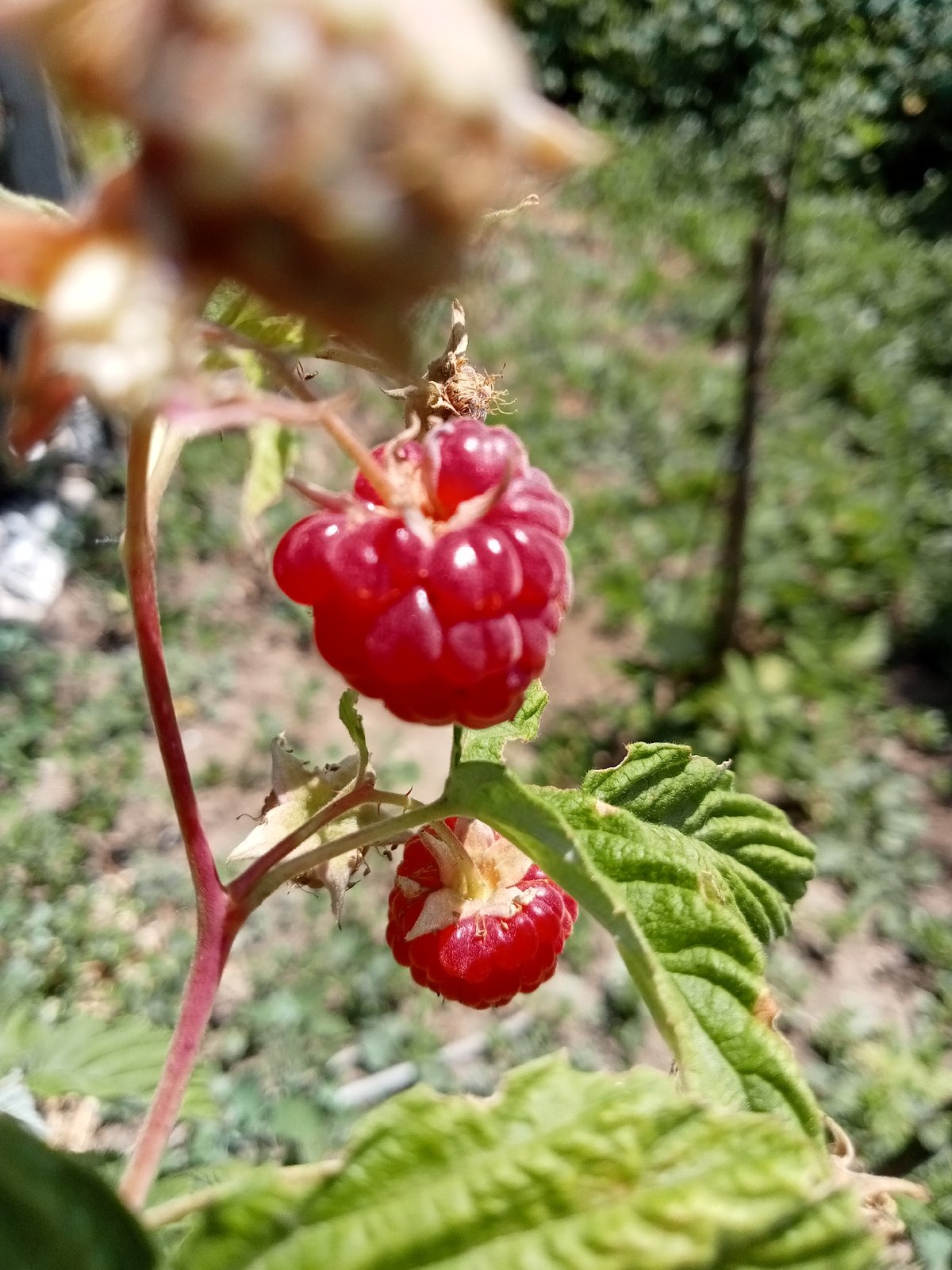 Two ripe raspberries on a branch, one in sharp focus.