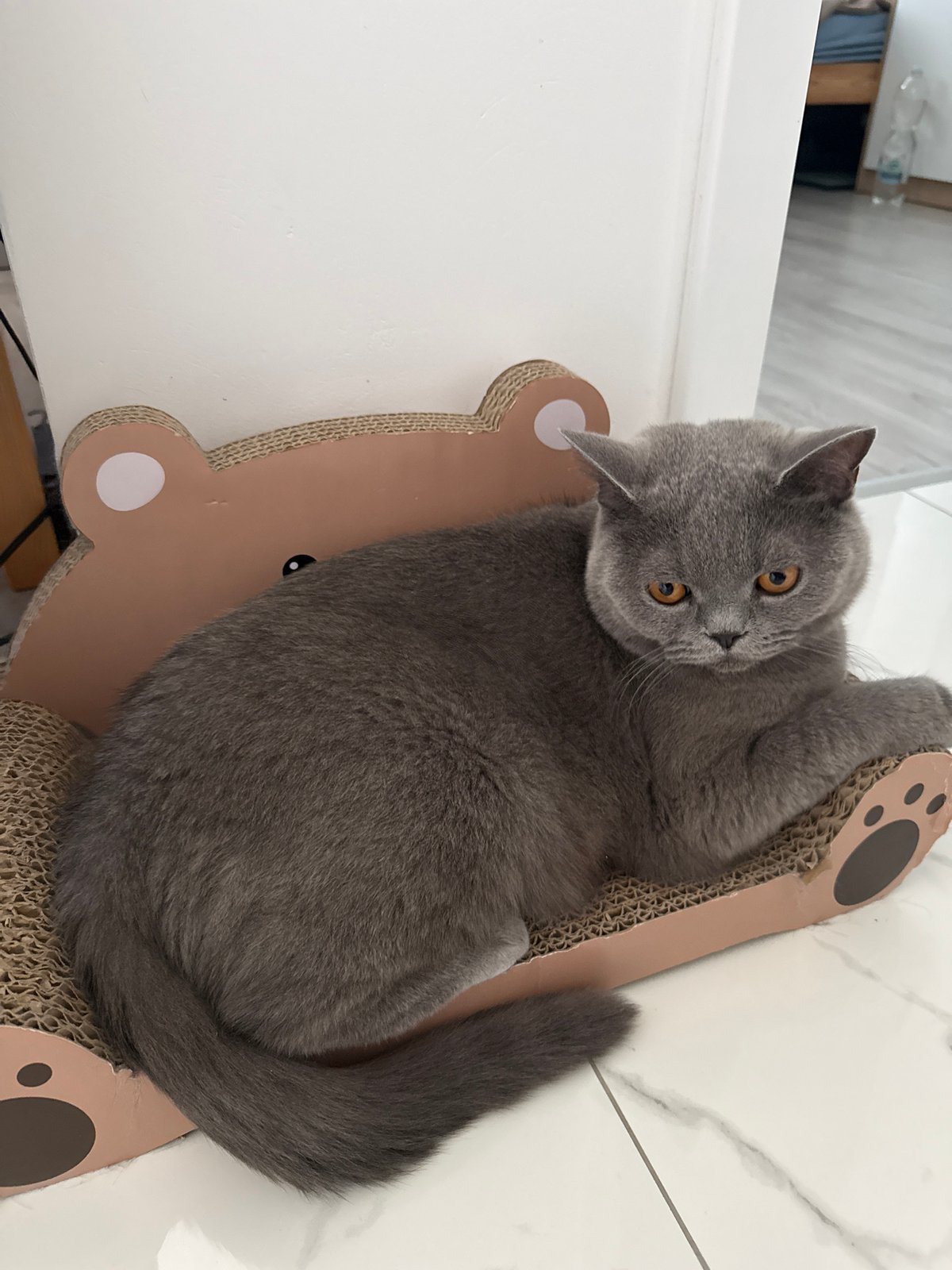 Grey British Shorthair relaxing around the house in Zielona Góra