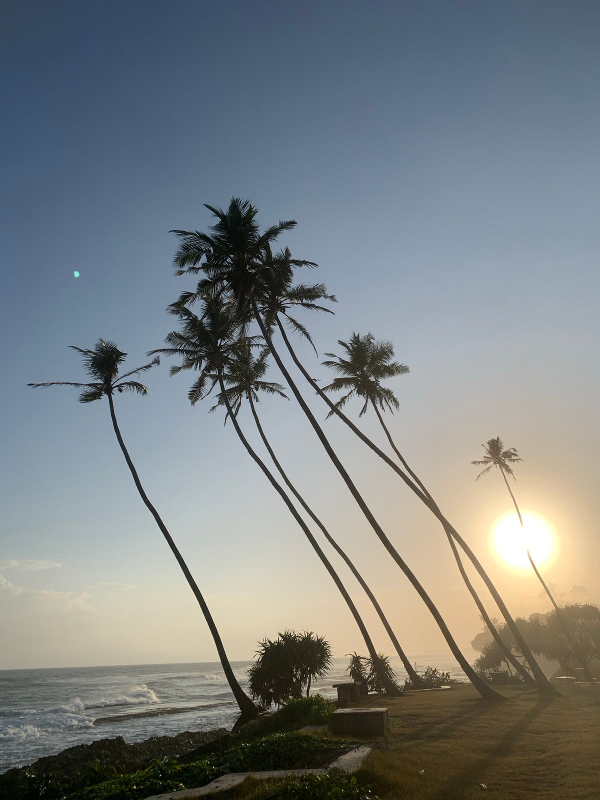 Palm silhouettes at sunrise on the Habaraduwa coast