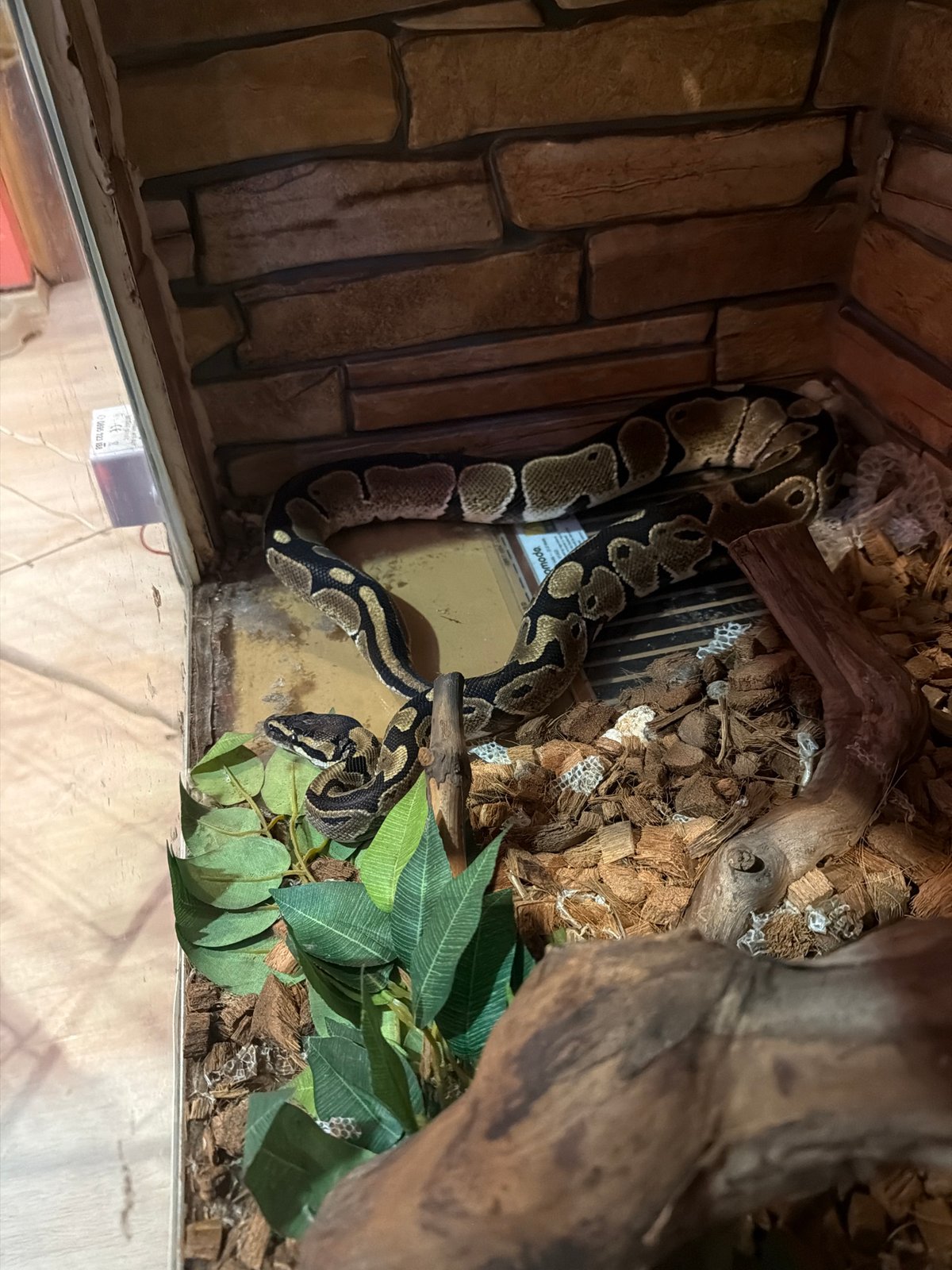 Ball python spotted in terrarium habitat in Sofia