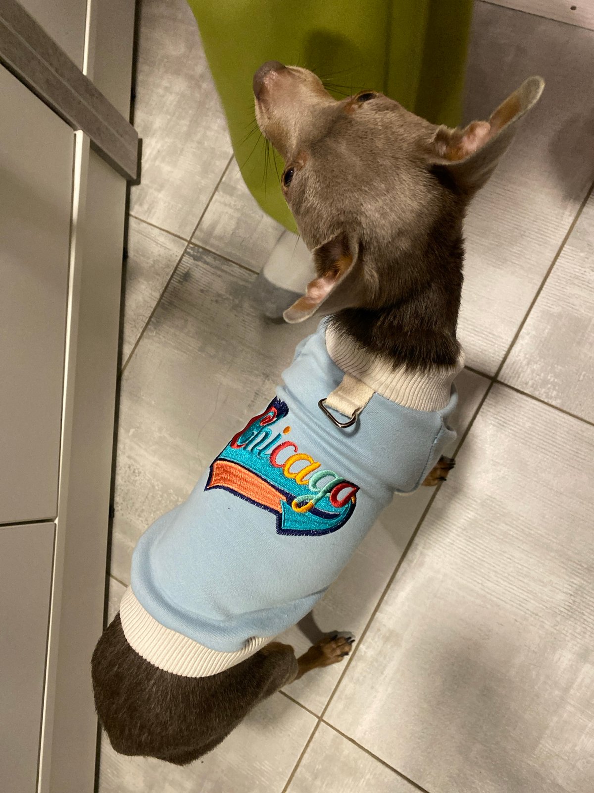 Dog in Chicago sweater spotted on tiled floor in Russia