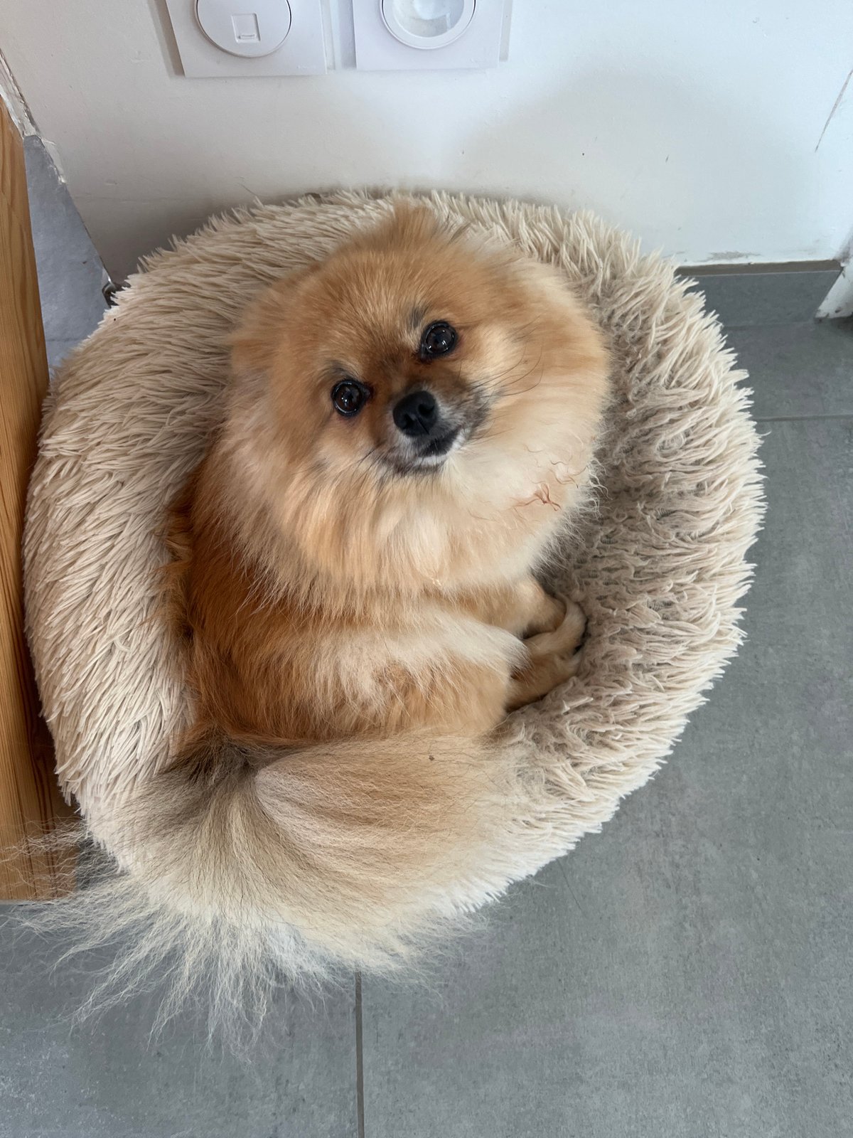 Woman documents quiet evening moments with Pomeranian in France