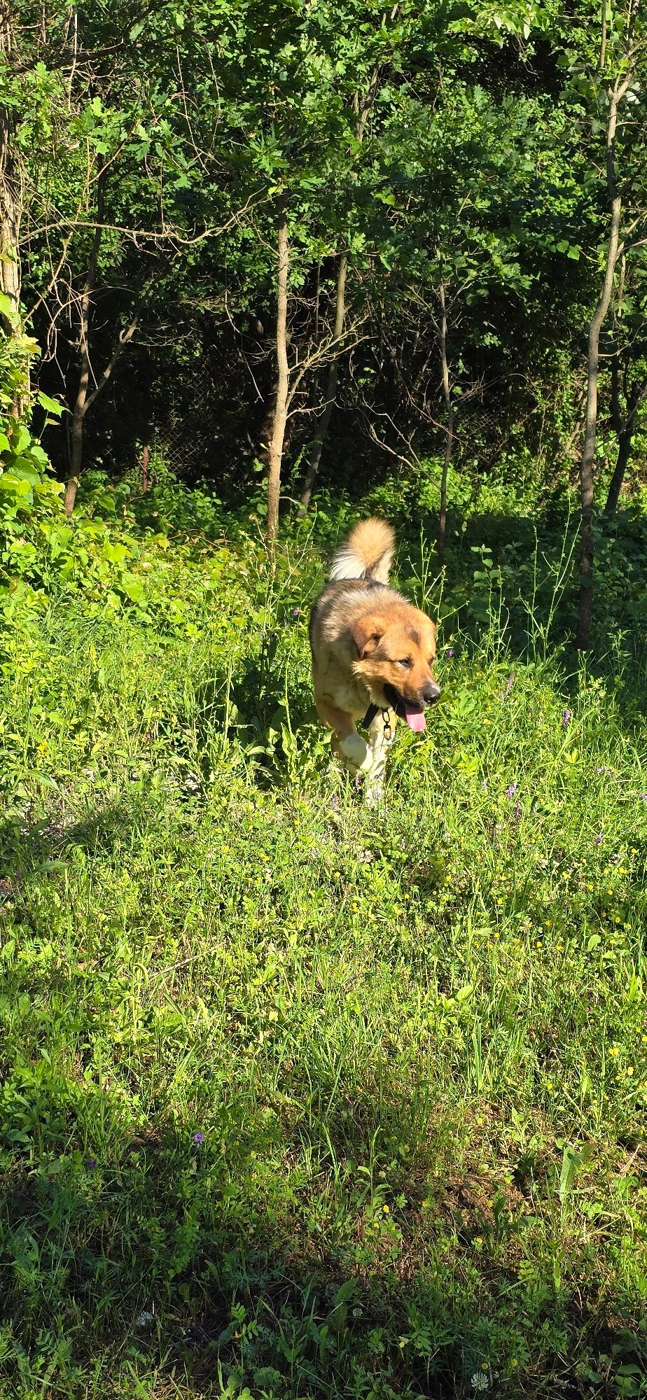Dogs explore sunny gardens in Vratsa Bulgaria