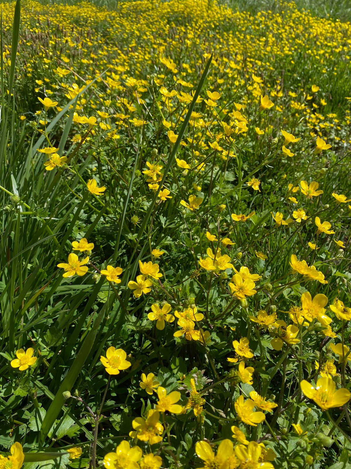 Spring buttercups bloom in Montenegro countryside field