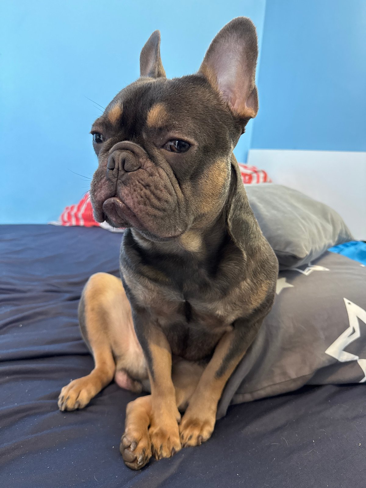 French Bulldog puppy photographed multiple times in Burgas, Bulgaria