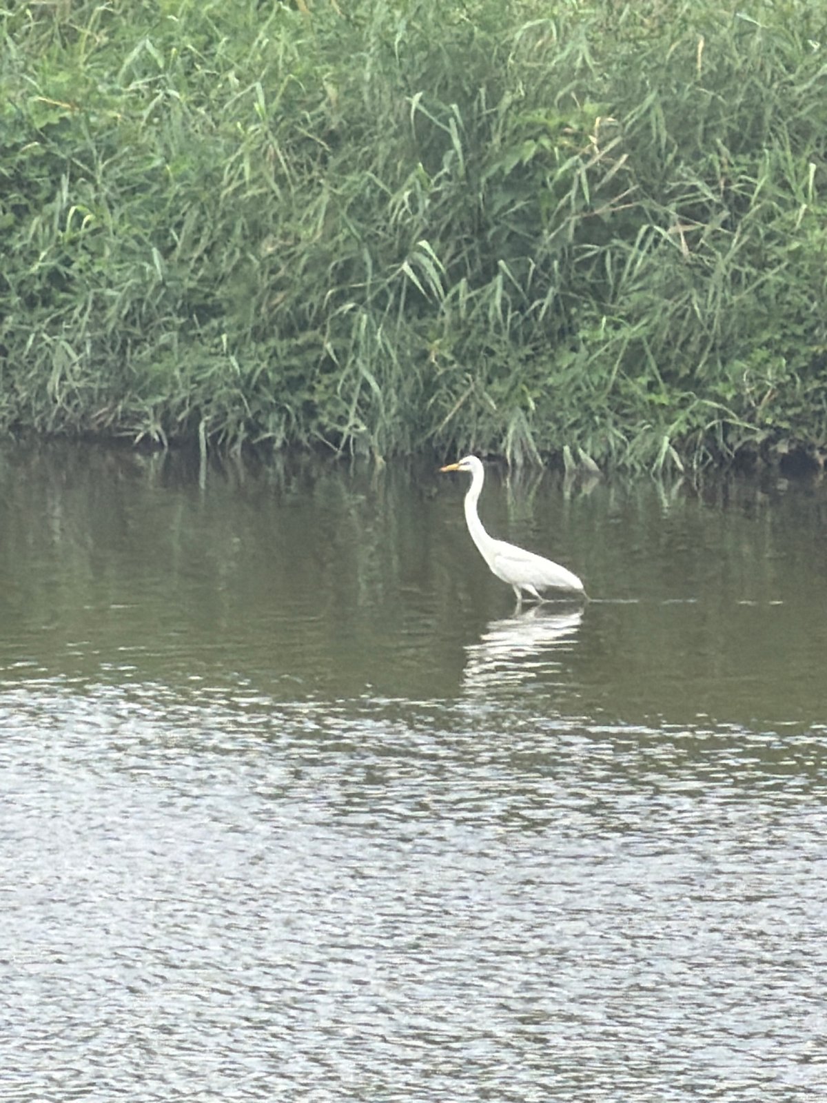 Egret in a calm Dongducheon river, surrounded by summer reeds