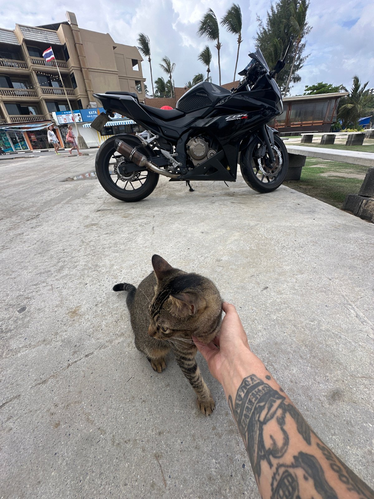 Street cat encounter in Karon, Thailand