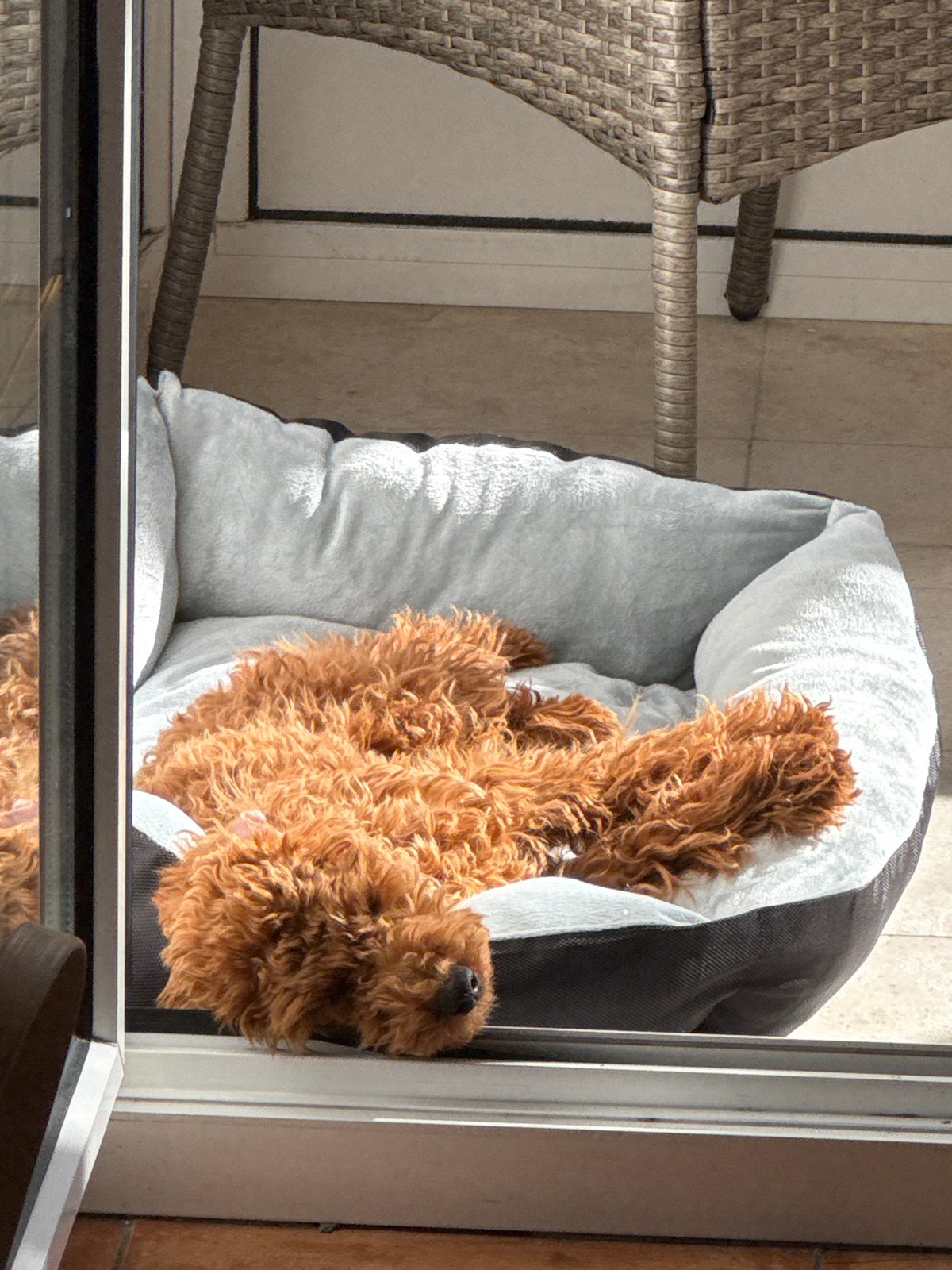 Curly-haired dog rests peacefully in bed, Sutomore Montenegro morning