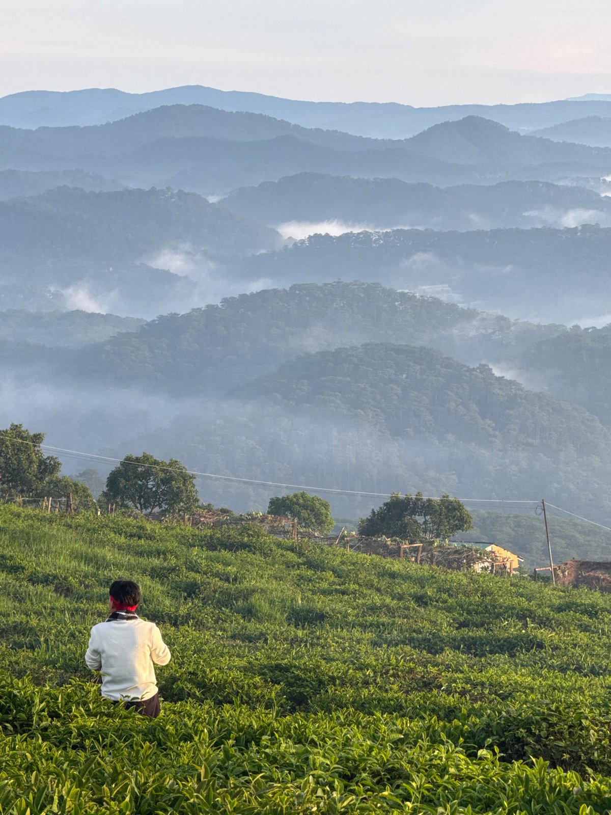 Misty highland scene at Phát Chi's tea fields and wind turbine